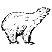 BEAR016