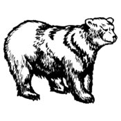 BEAR018