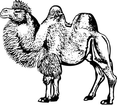 CAMEL003