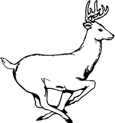 DEER003